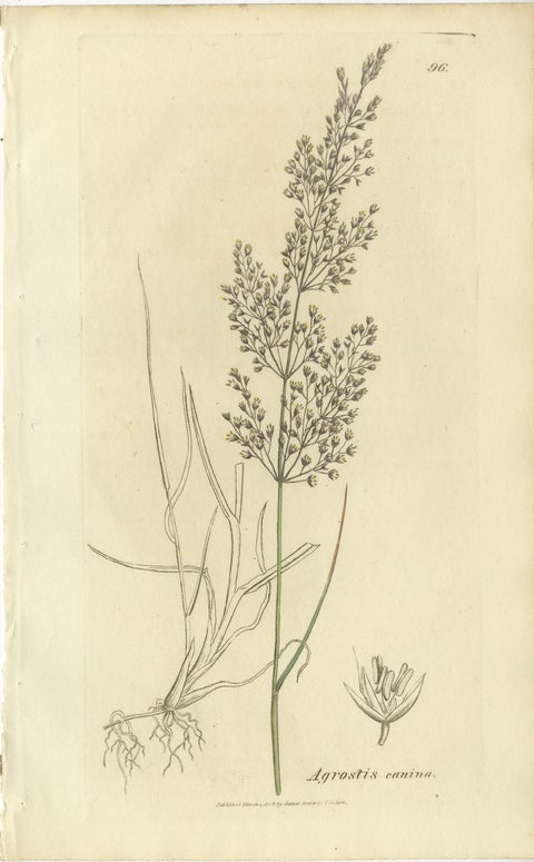Antique Botanical Engravings of Meadow Foxtail, Polypogon & Agrostis, c.1830, view 9