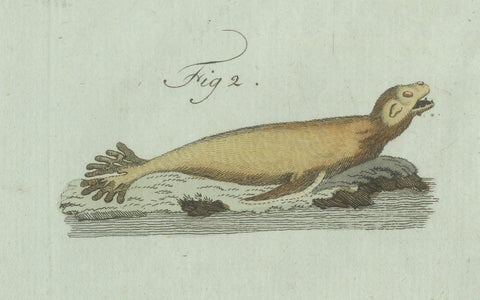 Original Antique Print of Four Seals by Bertuch, c. 1800, close-up 3