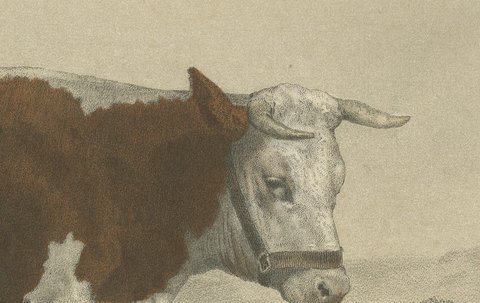 Norman Cow, Antique French Cattle Print after Melin, 1873, view 4