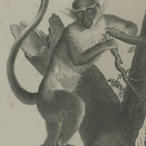 Antique Print of the Green Monkey by Miger, 'c.1808', close-up 2