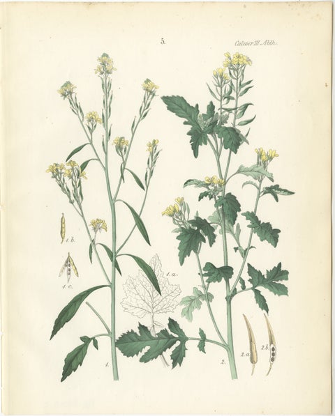 Hand-Colored Botanical Lithograph of Wild Mustard and Charlock, Calwer, 1854, view 2