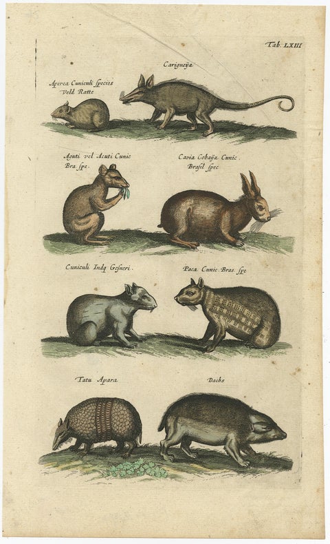 Antique Copper Engraving of Various Rodent Species, 1657, view 2