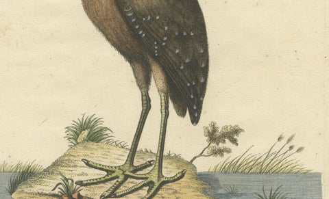 18th Century Hand-Colored Engraving of the American Bittern by Seligmann, close-up 3