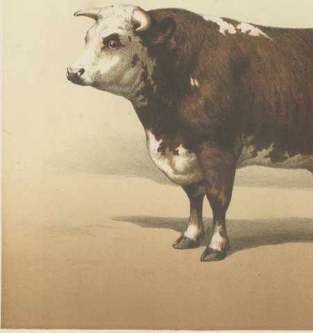 Normandy Bull, French Cattle Breed, Antique Chromolithograph by Borie, 1863, close-up 2