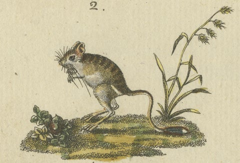 Antique Handcolored Engraving of Kangaroo, Jerboas, and Bilby, c.1800, close-up 2