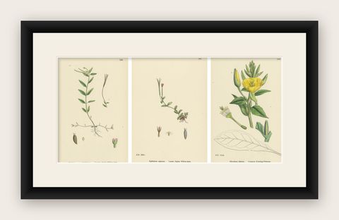 Hand-Colored Engravings of Alpine Willow-Herbs and Evening Primrose, 1902, shown framed