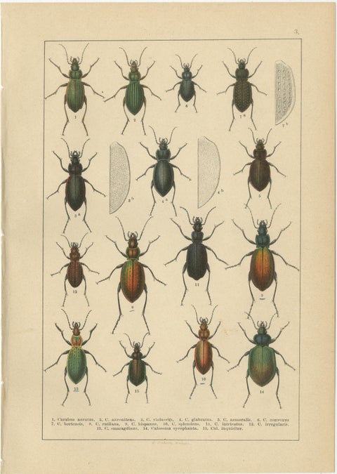 Decorative Antique Beetle Prints, European Coleoptera Plates, Entomology 1893, view 4