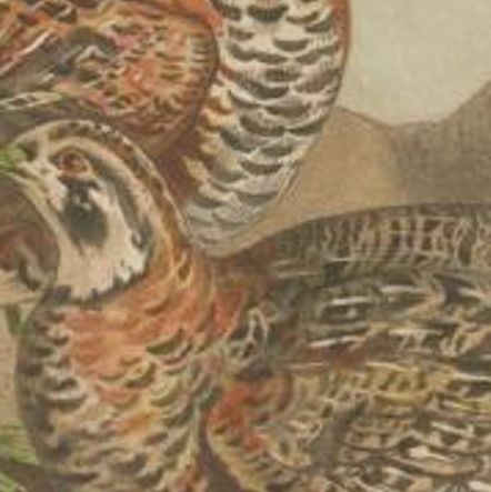 Antique Bird Print of The Tibetan Partridge by Hume & Marshall, 1879, close-up 2