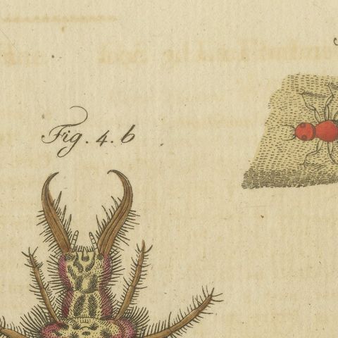 Centipede, Dung Beetle and Ant Lion, Antique Bertuch Print, circa 1805, close-up 6