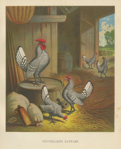 The Silver-Laced Bantam - A Rare 19th Century Poultry Lithograph, close-up 5