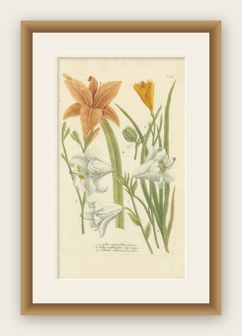 Hand-colored Mezzotint Engraving of a Lily from Johann Weinmann's Work, 1748, shown framed