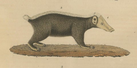 Diverse Mammals Engraved and Hand-Colored: Skunk, Stink Badger, and Canid, 1845, close-up 2