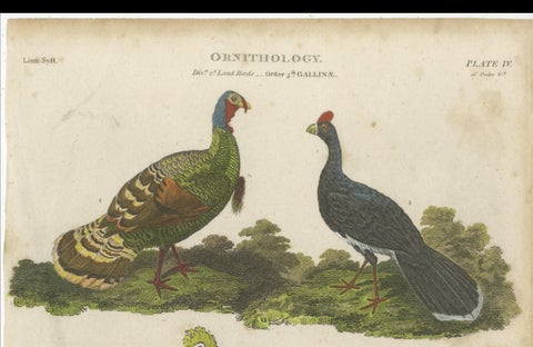 1811 Ornithology Gallinae Plate IV - Antique Poultry Print, close-up 2