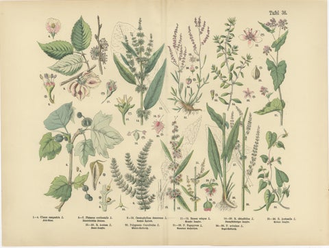 Antique Botanical Prints Set, German Wildflowers Atlas Plates, Stuttgart 1885, view 3