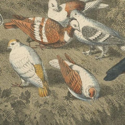Antique Bird Print of Various Pigeons, 1853, close-up 2