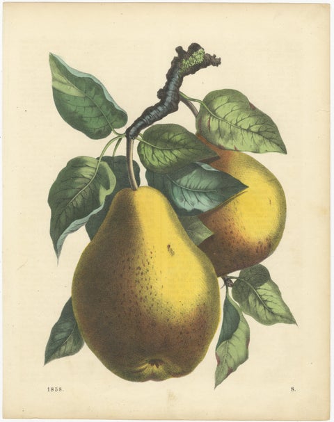 Antique Fruit Prints, Pears, Strawberry, Apple with Insects, circa 1850, view 2