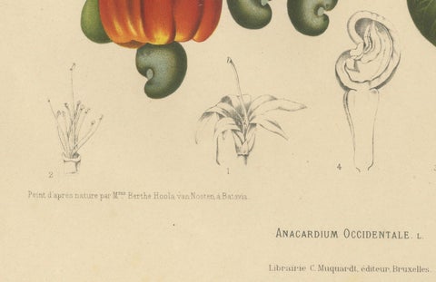 Antique Cashew Tree Botanical Chromolithograph by Hoola van Nooten, c. 1880, close-up 1