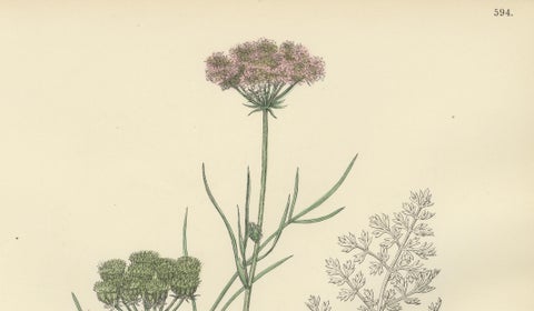 Antique English Botanical Print, Callous-Fruited Water-Dropwort c.1902, close-up 2