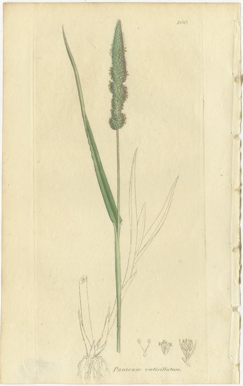 Eight Antique Botanical Engravings of Agrostis, Panicum & Setaria Grasses, 1830, view 5