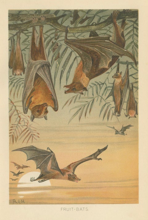 Fruit Bats Antique Chromolithograph Print, Nocturnal Mammals, 1894, close-up 1