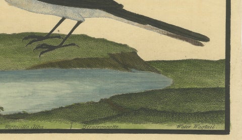 Antique Hand-Colored Engraving of the Water Wagtail by Eleazar Albin, circa 1730, close-up 6