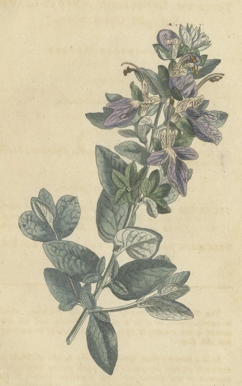 Antique Botany Print of the Broad Leaved Shrubby Germander, close-up 1