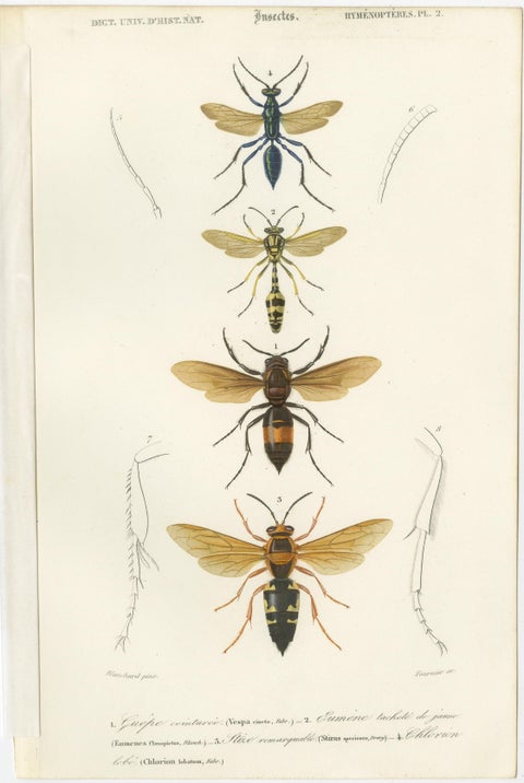 Set of Five Antique Prints of Flies and Hymenoptera Insects, 1861, view 3
