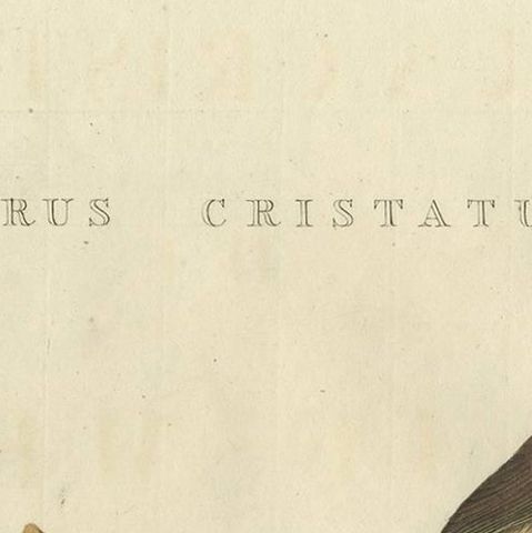 Antique Bird Print of the European Crested Tit by Sepp & Nozeman, 1829, close-up 1
