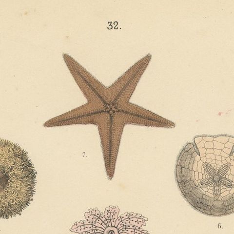 Echinoderms Print: Starfish, Sea Urchins, Brittle Stars, Sea Cucumbers, 1867, close-up 6