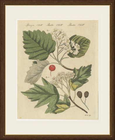 Whitebeam and Wild Service Tree in Blossom, Antique Bertuch Print, circa 1815, shown framed