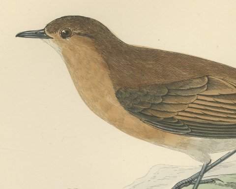 Isabelline Wheatear on a Coastal Rock, Antique Bird Print, Morris, 1896, close-up 1