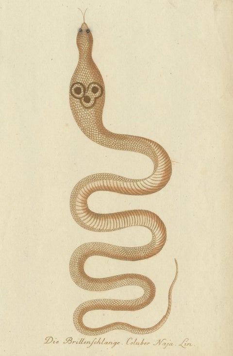 An 18th Century Study of Flycatchers and the Indian Cobra, 1780, close-up 3