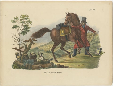 Antique Hand Colored Print of a Swiss Horse, view 2