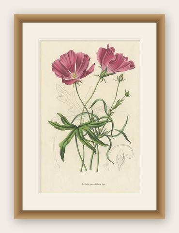 Antique Botany Print of the Large-Flowered Nuttalia, 1847, shown framed