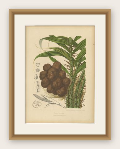 Antique Salak Palm Botanical Chromolithograph by Hoola van Nooten, c. 1880, shown framed