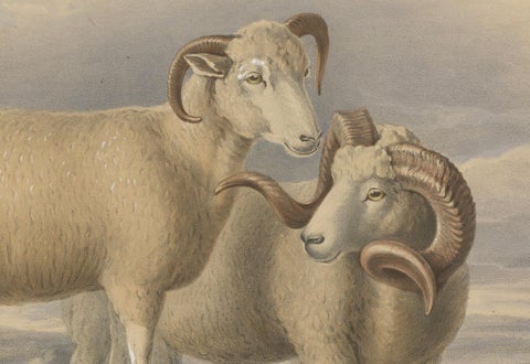 Old Lithograph of a Ram and Ewe of the Dorset Breed - 1841, close-up 2