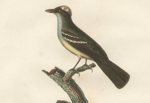 White-Crested Flycatcher - 'Le Moucherolle à huppe blanche' Ornithological Art, close-up 2