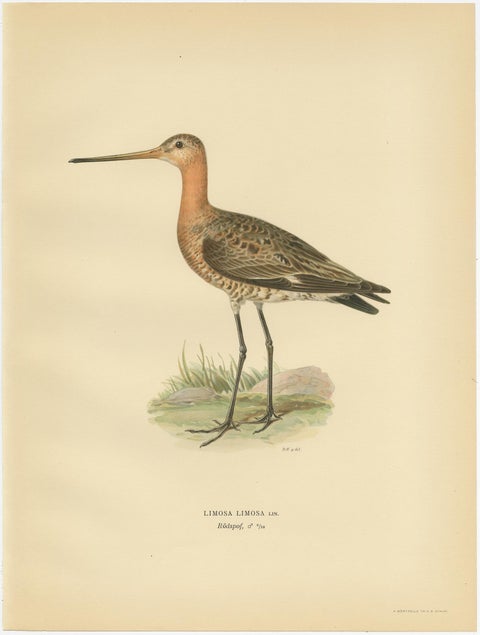 Antique Bird Print of the Black-Tailed Godwit by Von Wright, '1929', view 2