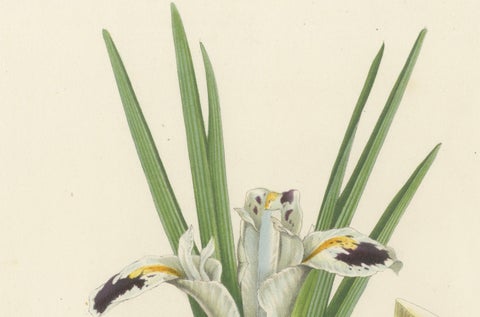 Botanical Illustration of Persian Iris: Iris persica from Iran, c.1855, close-up 4