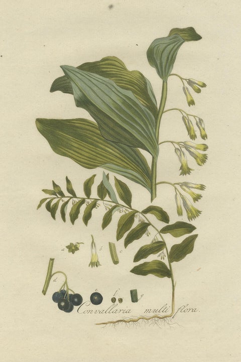Antique Botany Print of the Polygonatum Multiflorum or Solomon's Seal, view 3