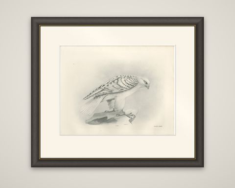 Antique Greenland Gyrfalcon Bird Print by Lilian M. Medland, circa 1908, shown framed