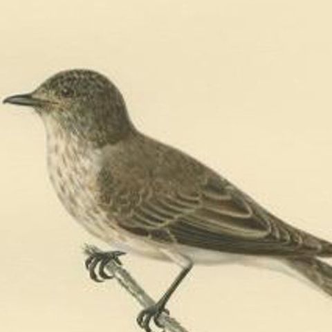 Antique Bird Print of The Rusty-tailed Flycatcher by Von Wright, 1927, close-up 2