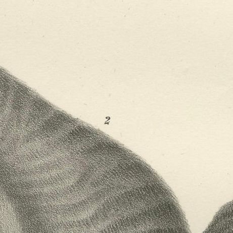 19th-Century Lithograph of a Rust-Colored Phalanger and Striped Kangaroo, close-up 5