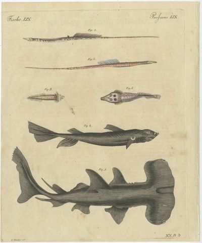 Hammerhead Shark with Pipefish and Sea Moths, Antique Bertuch Print, circa 1820, view 2