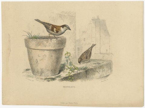 Avian Treasures from Buffon's Natural History: Hand-Colored Masterpieces, 1837, view 4