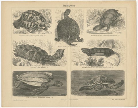 Original Antique Lithograph of Various Turtles, view 2