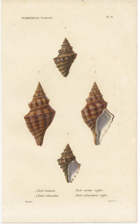 Turbinelle (Turbinella): Antique Sea Shell Print, circa 1840, view 2