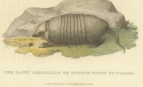 An Original 1825 Illustration of the Large Hairy Armadillo by G.B. Whittaker, close-up 2