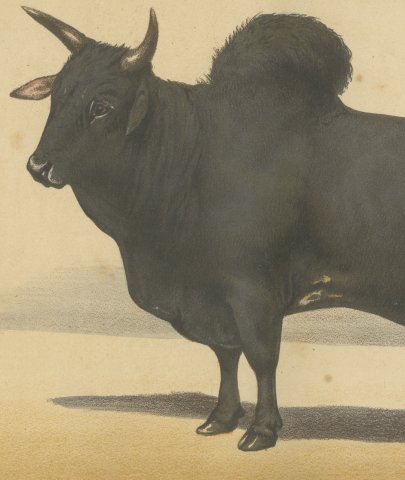 Zebu Bull, Humped Cattle Chromolithograph by Olivier de Penne, 1863, close-up 2