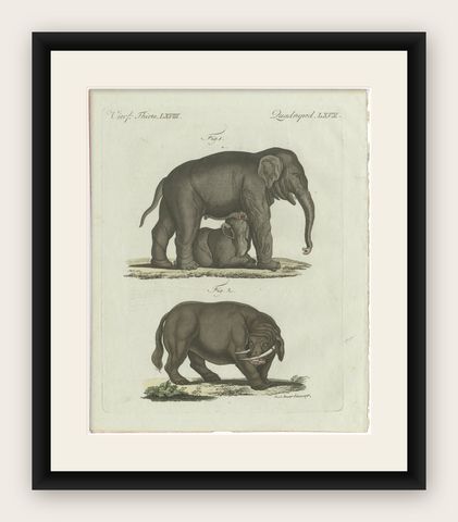Original Antique Print of Elephant and Mysterious Sukotyro by Bertuch, c. 1800, shown framed